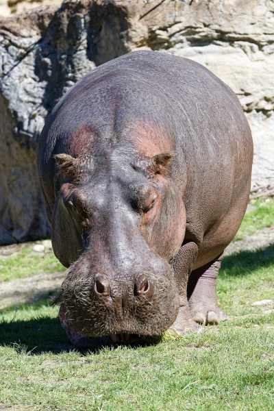 Flusspferd - Hippopotamus amphibius Flusspferd - Hippopotamus amphibius