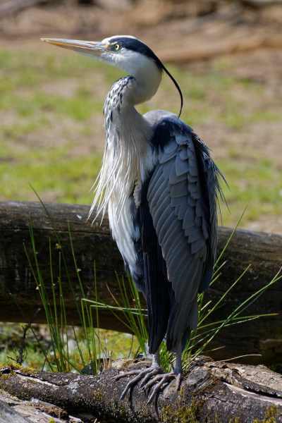 Graureiher - Ardea cinerea Graureiher - Ardea cinerea