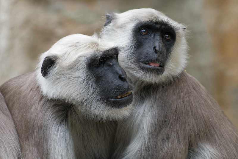 Hanuman Langur - Semnopthecus entellus Hanuman Langur - Semnopthecus entellus