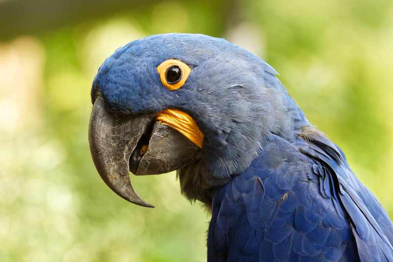 Hyacinth Macaw - Anodorhynchus hyacinthinus Hyacinth Macaw - Anodorhynchus hyacinthinus