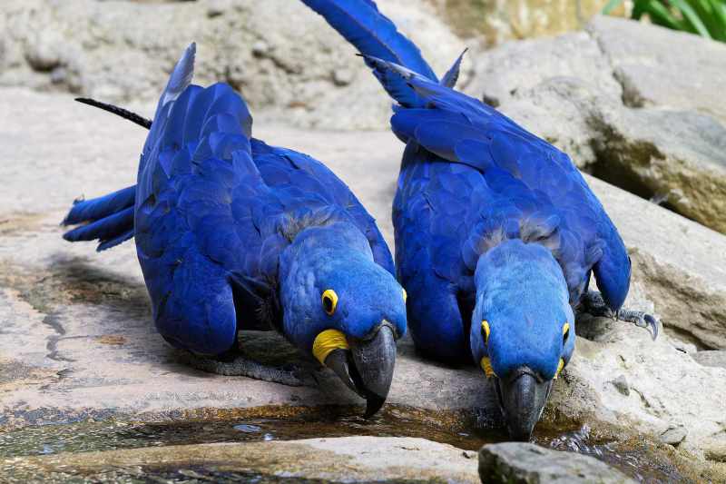 Hyacinth Macaw - Anodorhynchus hyacinthinus Hyacinth Macaw - Anodorhynchus hyacinthinus