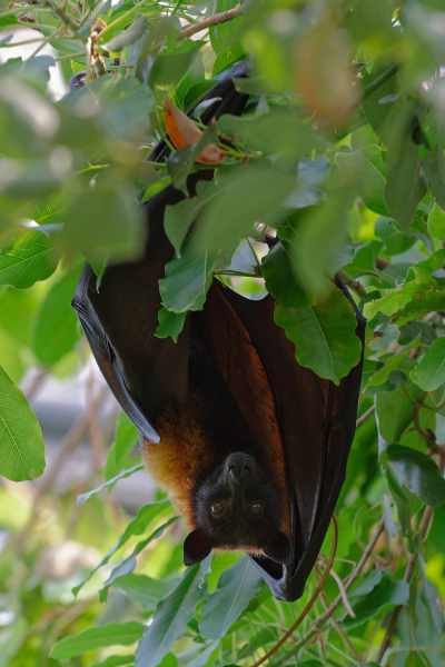 Large Flying Fox - Pteropus vampyrus