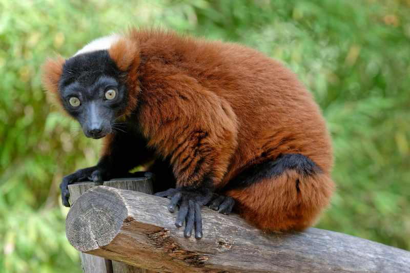 Red Ruffed Lemur - Varecia rubra Red Ruffed Lemur - Varecia rubra