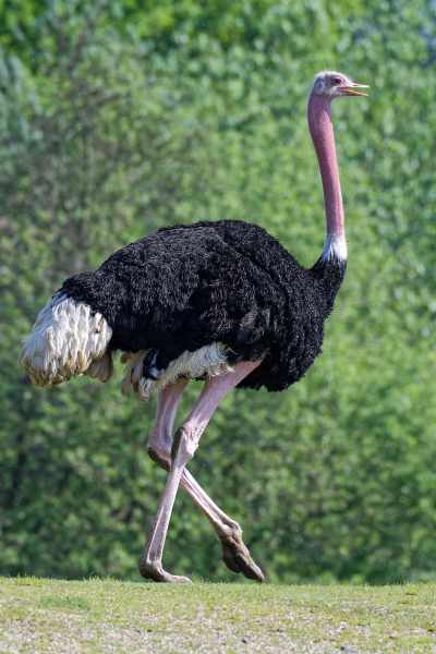 Rothalsstrauß - Struthio camelus camelus - Männchen