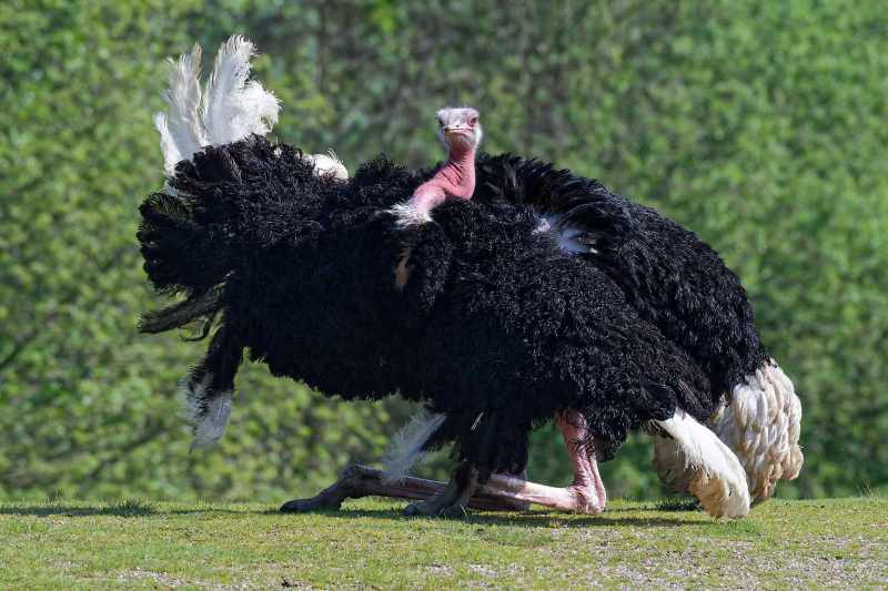 Rothalsstrauß - Struthio camelus camelus - Balz des Männchens
