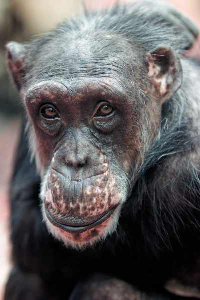 Chimpanzee - Pan troglodytes Chimpanzee - Pan troglodytes
