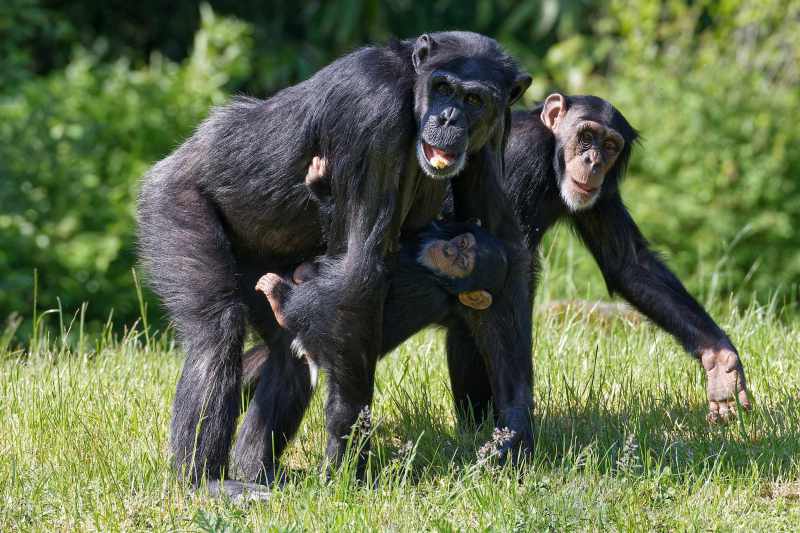 Chimpanzee - Pan troglodytes Chimpanzee - Pan troglodytes