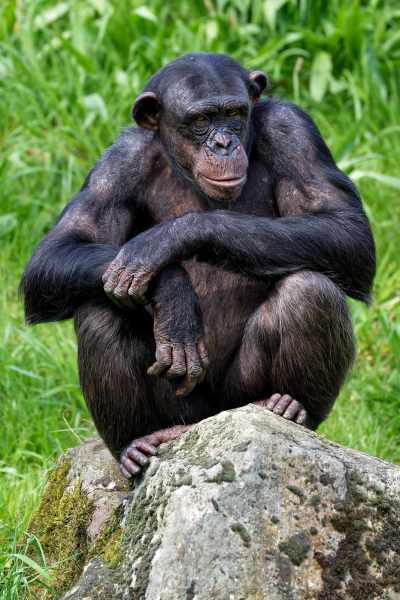 Chimpanzee - Pan troglodytes Chimpanzee - Pan troglodytes