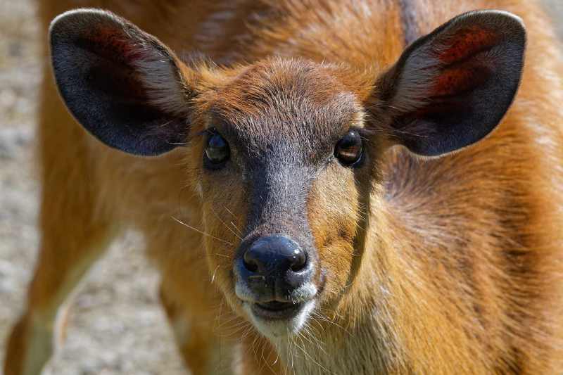 Sitatunga - Tragelaphus spekii Sitatunga - Tragelaphus spekii