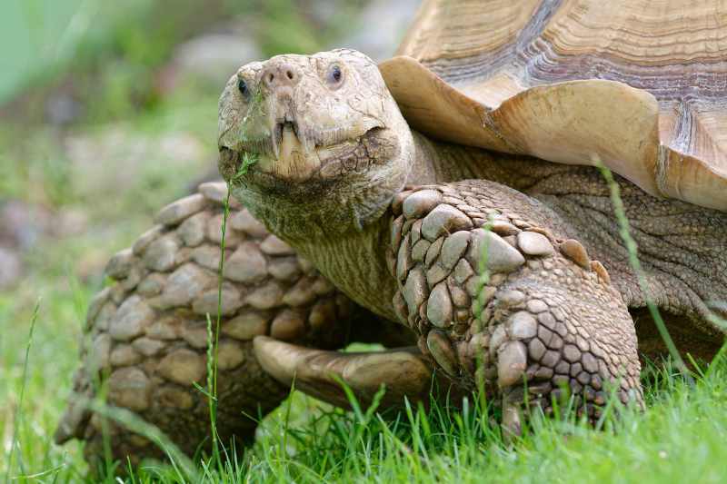 African Spurred Tortoise - Centrochelys sulcata African Spurred Tortoise - Centrochelys sulcata