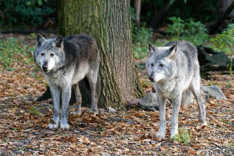 Timberwolf - Canis lupus lycaon