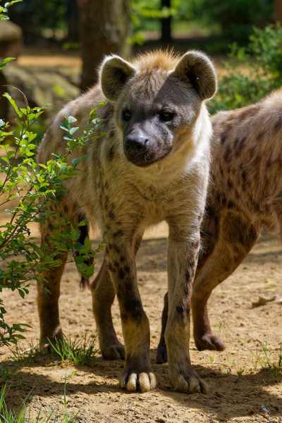 Tüpfelhyäne - Crocuta crocuta Tüpfelhyäne - Crocuta crocuta