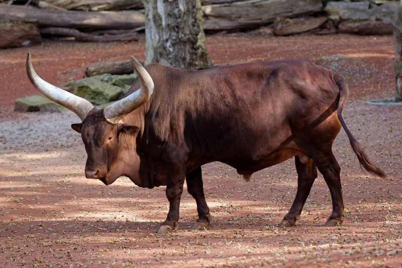 Watussirind - Bos taurus africanus Watussirind - Bos taurus africanus