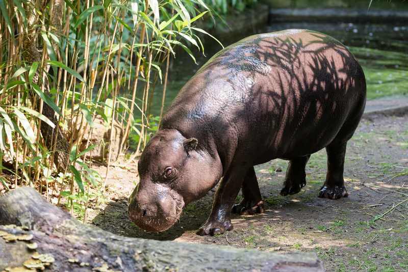 Zwergflusspferd - Choeropsis liberiensis Zwergflusspferd - Choeropsis liberiensis