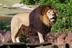 Afrikanischer Löwe - Panthera leo