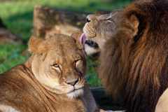 Afrikanischer Löwe - Panthera leo