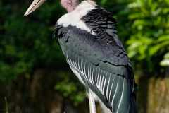 Afrikanischer Marabu - Leptoptilos crumeniferus