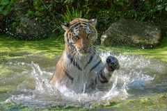 Amurtiger - Panthera tigris altaica
