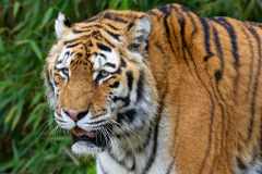 Amurtiger - Panthera tigris altaica