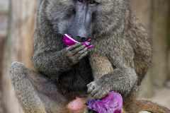 Anubis Pavian - Papio anubis