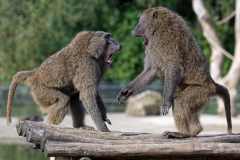 Anubis Pavian - Papio anubis