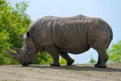 Breitmaulnashorn - Ceratotherium simum