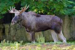 Elch - Alces alces