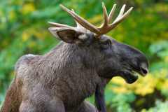 Elch - Alces alces
