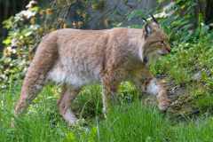 Eurasischer Luchs (Lynx lynx)