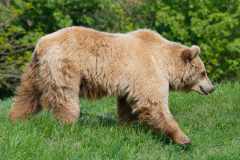 Europäischer Braunbär - Ursos arctos arctos