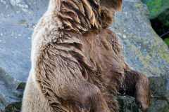 Europäischer Braunbär - Ursos arctos arctos