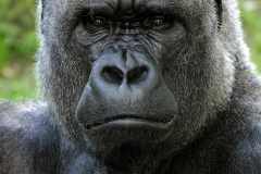 Flachlandgorilla - Gorilla gorilla gorilla