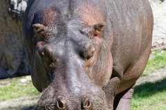 Flusspferd - Hippopotamus amphibius