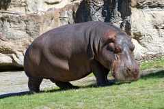 Flusspferd - Hippopotamus amphibius