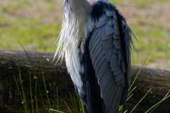 Graureiher - Ardea cinerea
