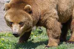 Kamtschatka Braunbär - Ursus arctos piscator