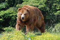 Kamtschatka Braunbär - Ursus arctos piscator