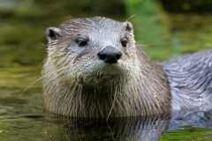 Kanadischer Fischotter - Lutra canadensis