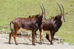 Rappenantilope- Hippotragus niger