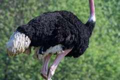 Rothalsstrauß - Struthio camelus camelus - Männchen