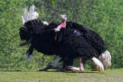 Rothalsstrauß - Struthio camelus camelus - Balz des Männchens