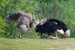 Rothalsstrauß - Struthio camelus camelus - Balz