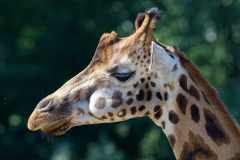 Rothschildgiraffe - Giraffa camelopardalis rothschildi