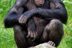 Schimpanse - Pan troglodytes