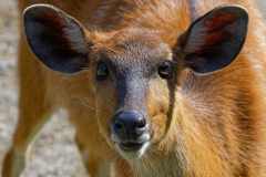 Sitatunga - Tragelaphus spekii