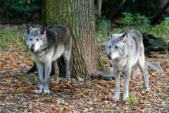 Timberwolf - Canis lupus lycaon