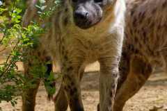 Tüpfelhyäne - Crocuta crocuta