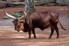 Watussirind - Bos taurus africanus