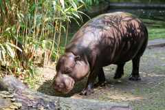 Zwergflusspferd - Choeropsis liberiensis